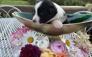 Black Tri-Colored Discovery Hill Australian Shepherds Australian Shepherd for Manchester Center, VT