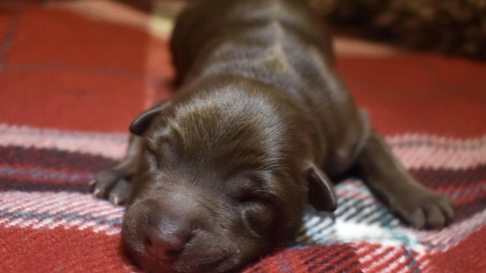 Red & White Colored Painted Pup Australian Shepherds