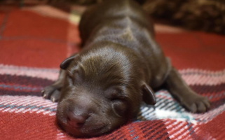 Red & White Colored Painted Pup Australian Shepherds Australian Shepherd for Sanbornville, NH