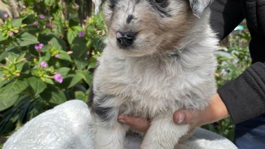 Blue Merle Colored Anderson Aussies