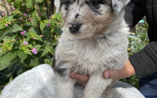 Blue Merle Colored Anderson Aussies Australian Shepherd for Barre, VT