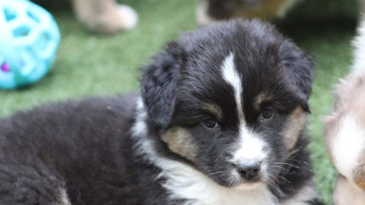 Black Tri-Colored Ross Ranch Mini and Standard Aussie's