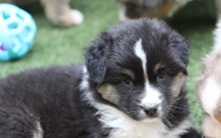 Black Tri-Colored Ross Ranch Mini and Standard Aussie's Australian Shepherd for South Boardman, MI