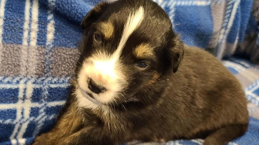 Black Tri Colored Sweet Whitfarm Aussies