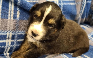 Black Tri Colored Sweet Whitfarm Aussies Australian Shepherd for Glen Gardner, NJ