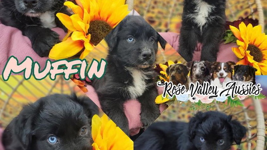 Black & White Colored Cute Rose Valley Aussies