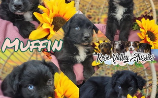 Black & White Colored Cute Rose Valley Aussies Australian Shepherd for Troutville, PA