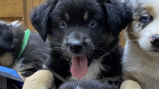 Black Tri-Colored Tapestry Australian Shepherds