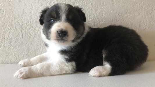 Black Tri Colored Northwest Rainbow Aussies and Golden Retrievers