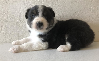 Black Tri Colored Northwest Rainbow Aussies and Golden Retrievers Australian Shepherd for Touchet, WA