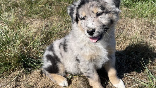 Blue Merle Colored Heritage Hill Aussies