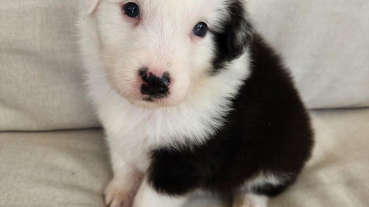 Black Tri-Colored Creekside Aussies