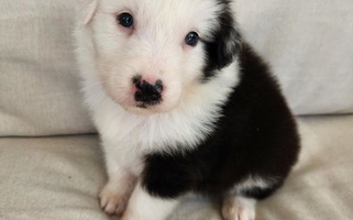 Black Tri-Colored Creekside Aussies Australian Shepherd for Kittanning, PA