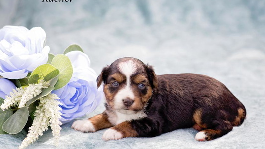 Black Tri-Colored TJ's Aussies