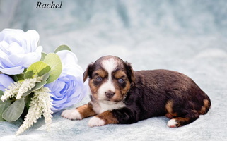 Black Tri-Colored TJ's Aussies Australian Shepherd for Mechanicsburg, PA