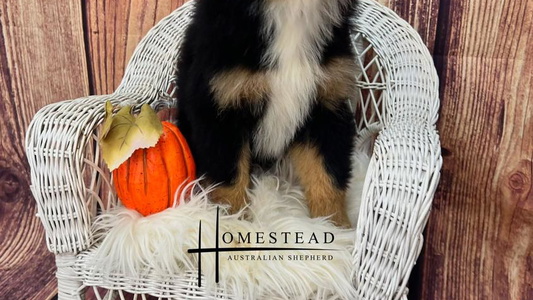 Black Tri Colored Australian Shepherd Homestead