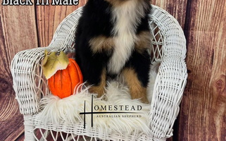 Black Tri Colored Australian Shepherd Homestead Australian Shepherd for Vicksburg, MI