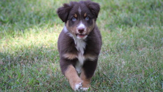 Red Tri Colored Sweets' Cattle Co and Australian Shepherds