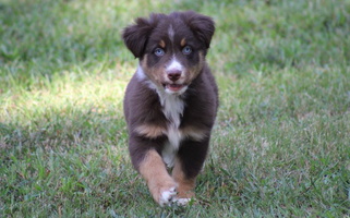 Red Tri Colored Sweets' Cattle Co and Australian Shepherds Australian Shepherd for Viola, AR