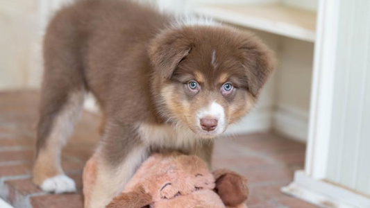 Red Tri Colored Willowlake Australian Shepherds