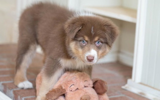 Red Tri Colored Willowlake Australian Shepherds Australian Shepherd for Sandersville, GA