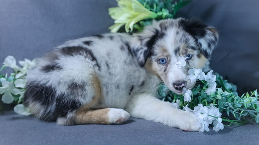 Blue Merle Colored Skiba Aussies