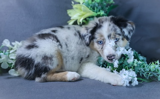 Blue Merle Colored Skiba Aussies Australian Shepherd for Jackson, CA