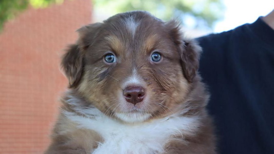 Red Tri Colored Firestone Australian Shepherds