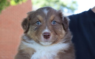 Red Tri Colored Firestone Australian Shepherds Australian Shepherd for Colorado Springs, CO