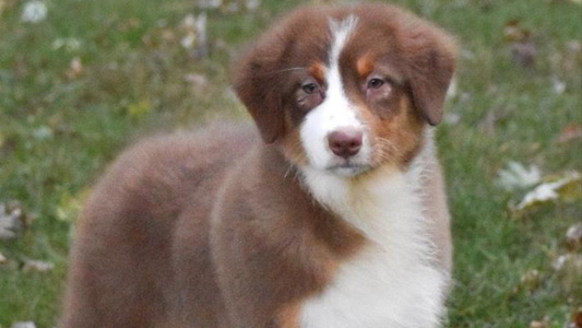 Red Tri Colored MMA Kennel Australian Shepherd