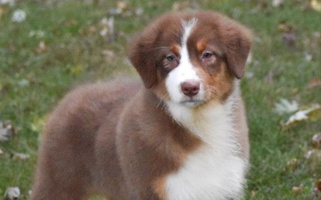 Red Tri Colored MMA Kennel Australian Shepherd Australian Shepherd for Easton, MO