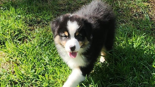 Black & White Colored Barking Creek Ranch Australian Shepherd