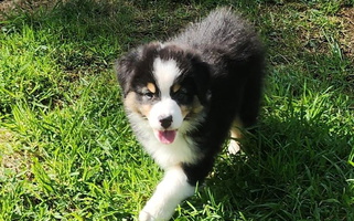 Black & White Colored Barking Creek Ranch Australian Shepherd Australian Shepherd for Lake Stevens, WA