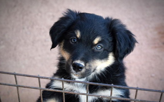 Black Colored Mott Ranch - Blazin' Sun Aussies Australian Shepherd for San Tan Valley, AZ