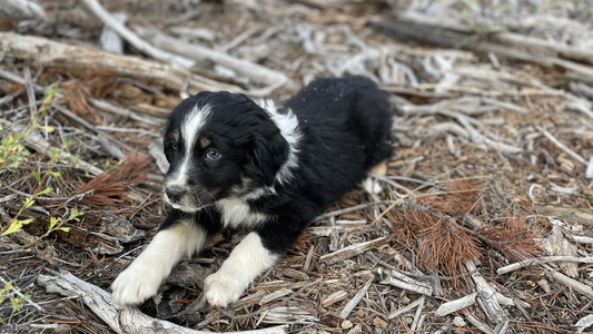 Black Colored Middle Fork Australian Shepherds