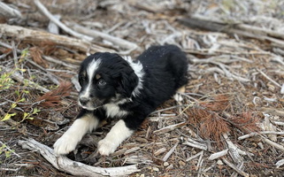 Black Colored Middle Fork Australian Shepherds Australian Shepherd for Creswell, OR