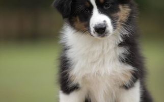 Black Colored Out West Aussies Australian Shepherd for Warm Springs, GA