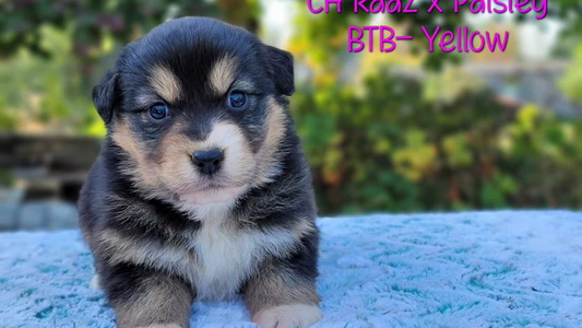 Black Tri Colored Benoit Australian Shepherds