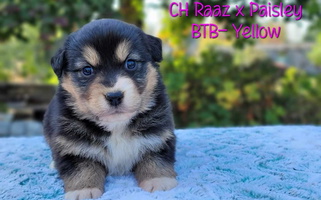 Black Tri Colored Benoit Australian Shepherds Australian Shepherd for Marysville, WA