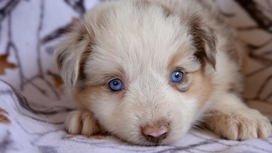 Red Merle Colored Aussie Possie Kennels