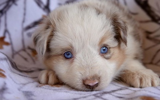 Red Merle Colored Aussie Possie Kennels Australian Shepherd for Fresno, CA