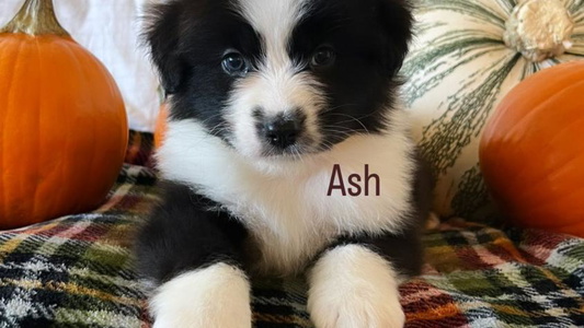 Black & White Colored Rock Canyon Australian Shepherds