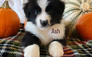 Black & White Colored Rock Canyon Australian Shepherds Australian Shepherd for St. George, UT