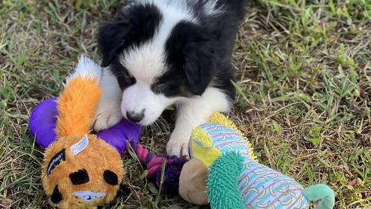 Black Tri Colored Stamper K9’s Australian Shepherd