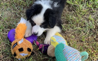 Black Tri Colored Stamper K9’s Australian Shepherd Australian Shepherd for Hartville, MO