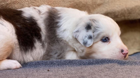 Blue Merle Colored Best Friend Aussies