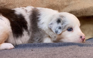 Blue Merle Colored Best Friend Aussies Australian Shepherd for Penrose, CO