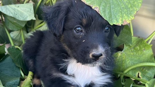 Black Tri-Colored Far Out Aussies