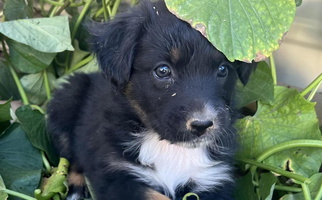 Black Tri-Colored Far Out Aussies Australian Shepherd for Yucca, AZ