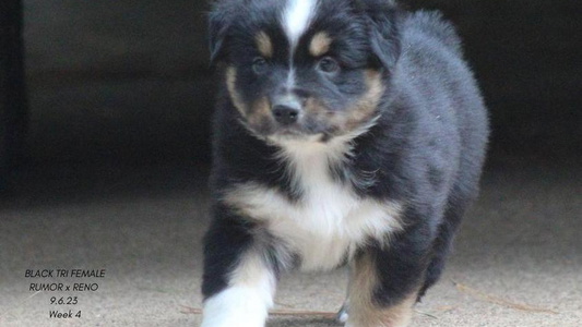 Black Colored Cute TK Standard, Mini, & Toy Aussies